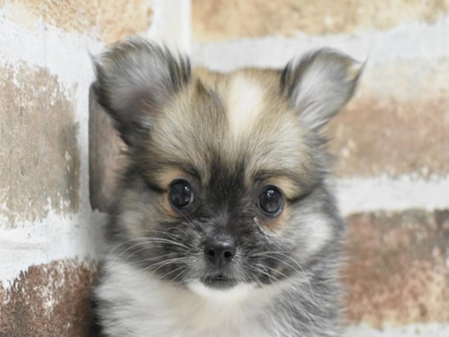 広島県のハーフ犬 (ペッツワン広島LECT店/2024年4月10日生まれ/女の子/レッドホワイト)の子犬
